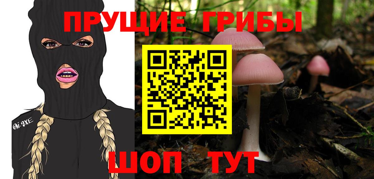 Псилоцибиновые грибы Psilocybe Волхов